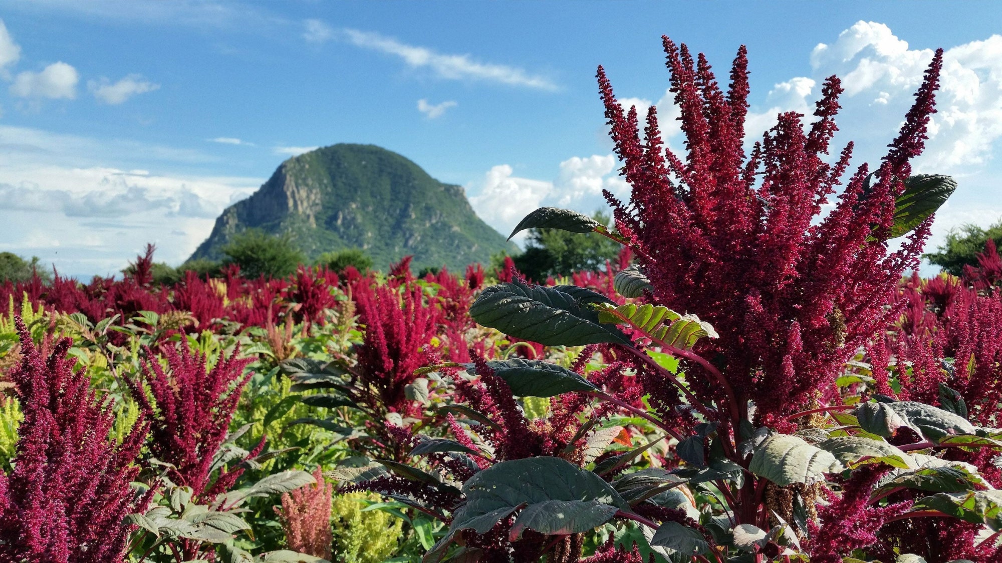 Discover the Power of Amaranth: An Ancient Superfood for Modern Wellness